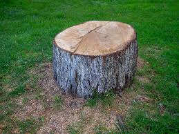 Trusted Sandy Springs, SC Tree Care Experts