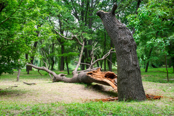 Best Tree Preservation Services  in Sandy Springs, SC