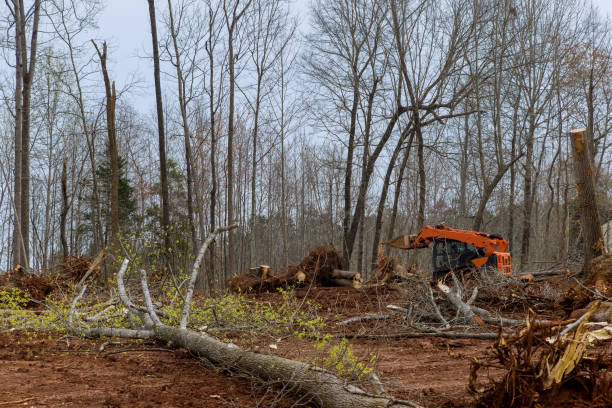 Best Root Management and Removal  in Sandy Springs, SC