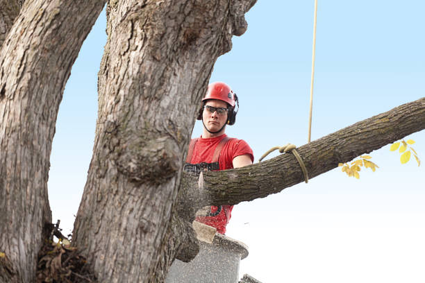 Best Lawn Mowing  in Sandy Springs, SC